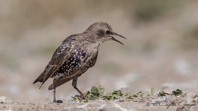 Common Starling - Sturnus vulgaris - Sığırcık