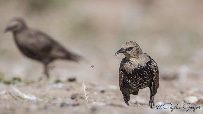 Common Starling - Sturnus vulgaris - Sığırcık