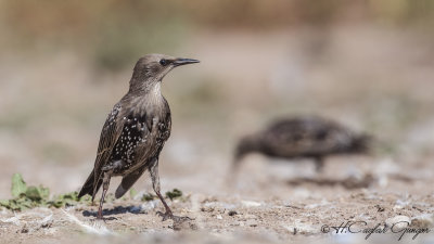 Common Starling - Sturnus vulgaris - Sığırcık