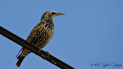 Common Starling - Sturnus vulgaris - Sığırcık