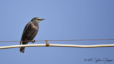 Common Starling - Sturnus vulgaris - Sığırcık