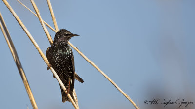 Common Starling - Sturnus vulgaris - Sığırcık