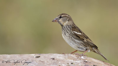 Spanish Sparrow - Passer hispaniolensis - Söğüt serçesi