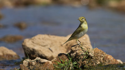 Willow Warbler - Phylloscopus trochilus - Söğütbülbülü