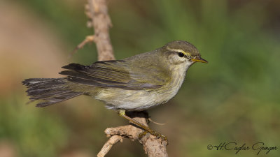 Willow Warbler - Phylloscopus trochilus - Söğütbülbülü