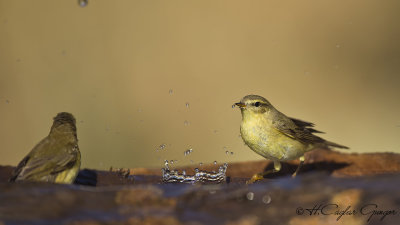 Willow Warbler - Phylloscopus trochilus - Söğütbülbülü