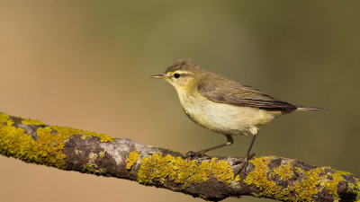 Willow Warbler - Phylloscopus trochilus - Söğütbülbülü