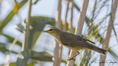 Willow Warbler - Phylloscopus trochilus - Söğütbülbülü