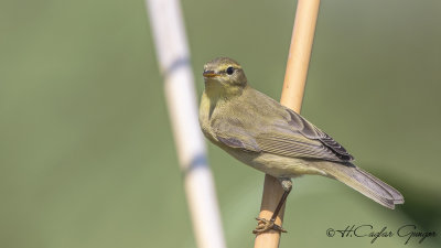 Willow Warbler - Phylloscopus trochilus - Söğütbülbülü