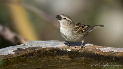 House Sparrow - Passer domesticus - Serçe