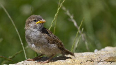 House Sparrow - Passer domesticus - Serçe