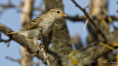 House Sparrow - Passer domesticus - Serçe