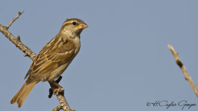 House Sparrow - Passer domesticus - Serçe