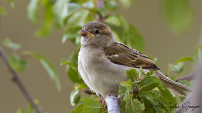 House Sparrow - Passer domesticus - Serçe