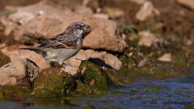 House Sparrow - Passer domesticus - Serçe