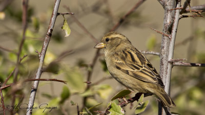 House Sparrow - Passer domesticus - Serçe