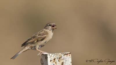 House Sparrow - Passer domesticus - Serçe