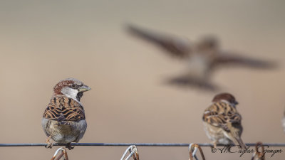 House Sparrow - Passer domesticus - Serçe