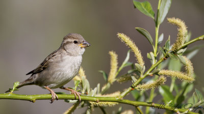 House Sparrow - Passer domesticus - Serçe