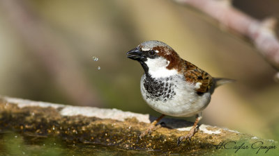 Sparrows - Starlings