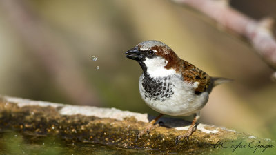 House Sparrow - Passer domesticus - Serçe