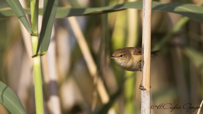 Eurasian Reed Warbler - Acrocephalus scirpaceus - Saz kamışçını