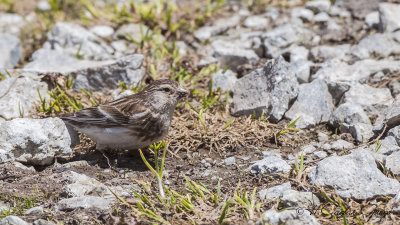 Twite - Linaria flavirostris - Sarıgagalı ketenkuşu