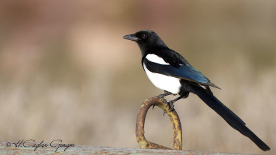 Eurasian Magpie - Pica pica - Saksağan