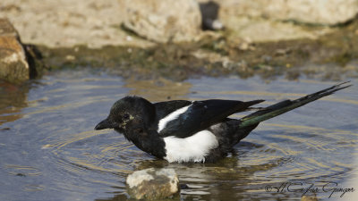 Eurasian Magpie - Pica pica - Saksağan