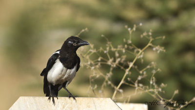 Eurasian Magpie - Pica pica - Saksağan