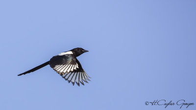 Eurasian Magpie - Pica pica - Saksağan