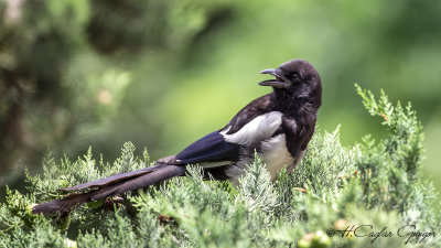 Eurasian Magpie - Pica pica - Saksağan