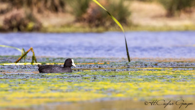 Eurasian Coot - Fulica atra - Sakarmeke