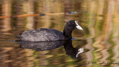 Eurasian Coot - Fulica atra - Sakarmeke