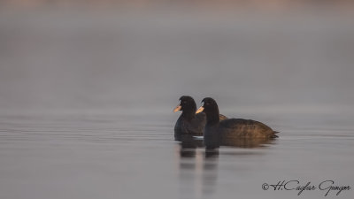 Eurasian Coot - Fulica atra - Sakarmeke