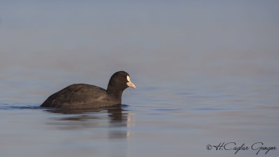 Eurasian Coot - Fulica atra - Sakarmeke