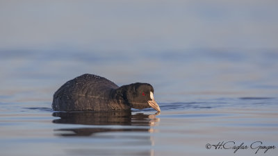 Eurasian Coot - Fulica atra - Sakarmeke