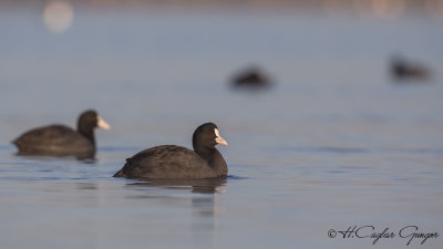 Eurasian Coot - Fulica atra - Sakarmeke