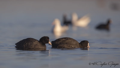 Eurasian Coot - Fulica atra - Sakarmeke