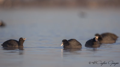 Eurasian Coot - Fulica atra - Sakarmeke