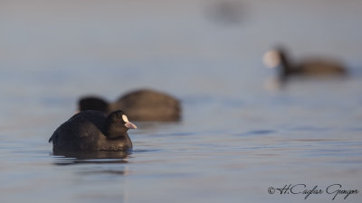Eurasian Coot - Fulica atra - Sakarmeke