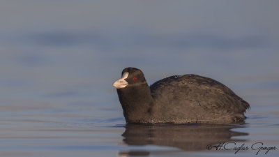 Eurasian Coot - Fulica atra - Sakarmeke