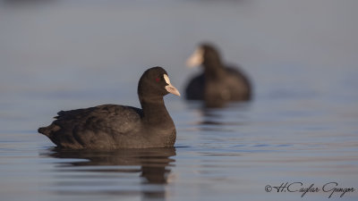 Eurasian Coot - Fulica atra - Sakarmeke