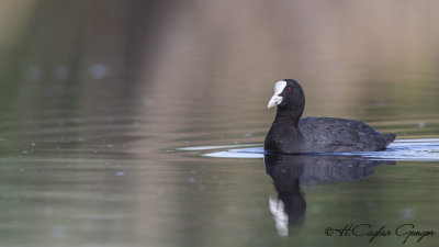Eurasian Coot - Fulica atra - Sakarmeke