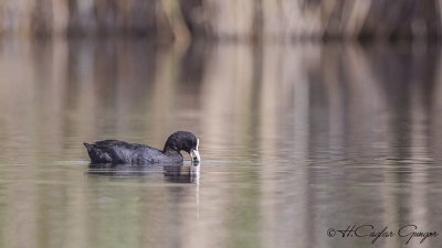 Eurasian Coot - Fulica atra - Sakarmeke