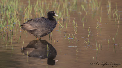 Eurasian Coot - Fulica atra - Sakarmeke