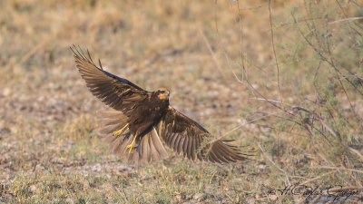 Western Marsh-Harrier - Circus aeruginosus - Saz delicesi