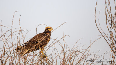 Western Marsh-Harrier - Circus aeruginosus - Saz delicesi