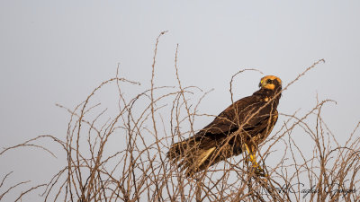 Western Marsh-Harrier - Circus aeruginosus - Saz delicesi