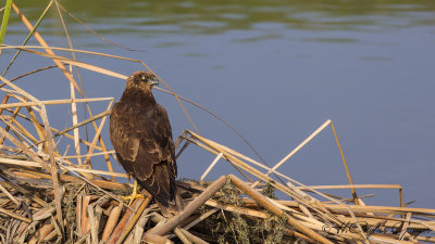 Western Marsh-Harrier - Circus aeruginosus - Saz delicesi